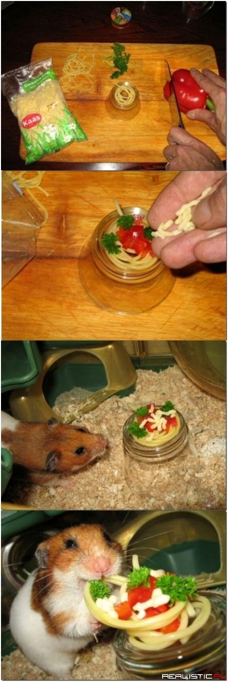 Fine Dining for a Hamster