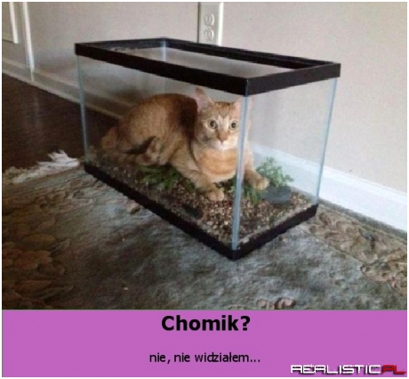 Gdzie jest chomik ?!
