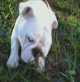 Get Outta Here, Butterfly!