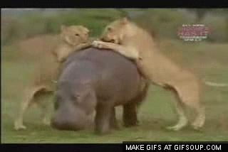 God damn lions trying to eat me again
