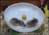 Hamsters