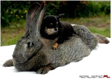 Hop Along, My Faithful Steed!