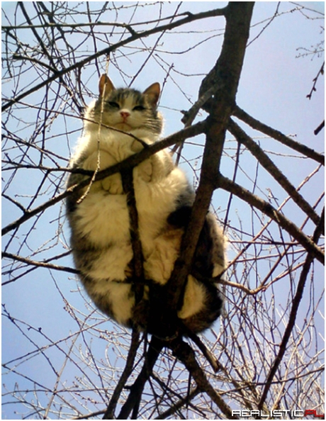 How do cats even work