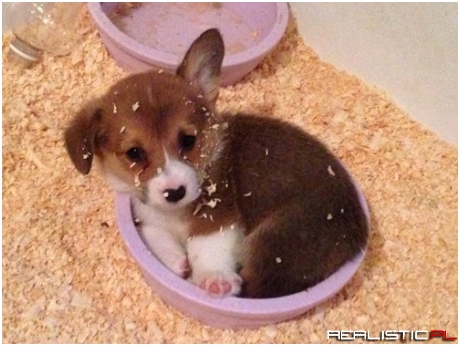 I'll Bowl You Over With Cuteness
