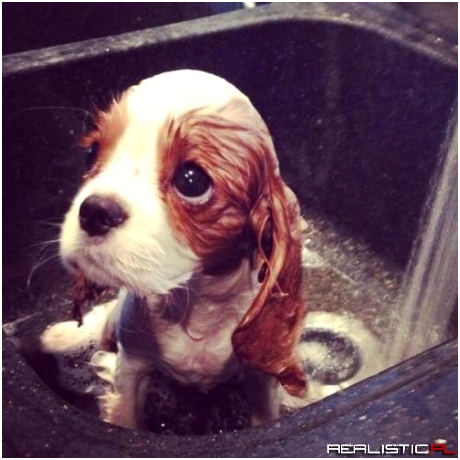 I'll Never Give You a Bath Again! I Promise!