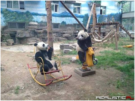 I'm fairly certain pandas are just an extremely elaborate hoax