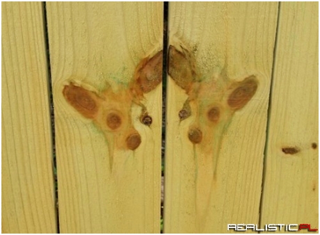 It Must be Dogwood