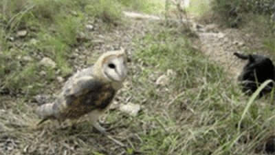 Just an owl and a cat hangin' out
