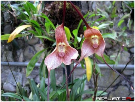 Monkeys flowers