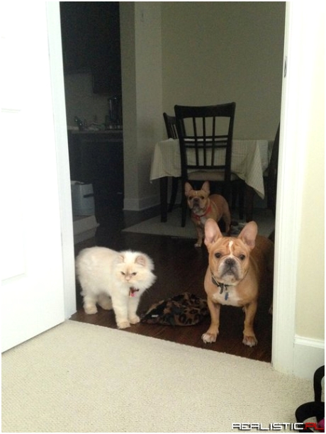 My girlfriend trained her pets to never enter the bedroom. This is them every morning