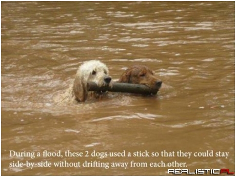 Not Just Loyal to Humans