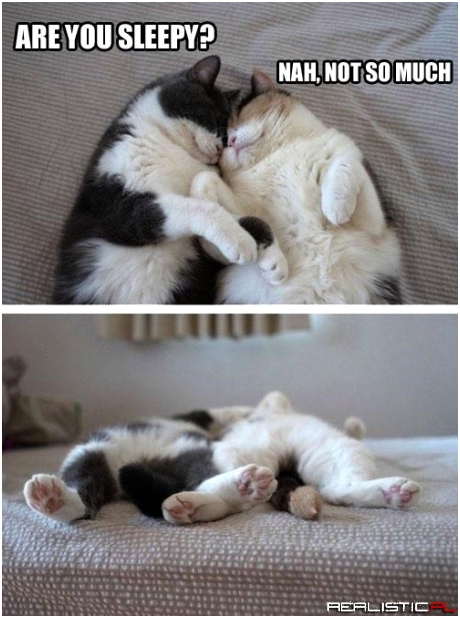 Not Sleepy...For a Cat