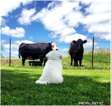 One of Those Fluffy Clouds is on the Ground!