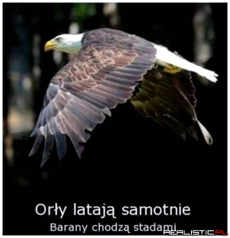 Orły i barany