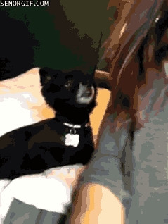 Pet Me Now