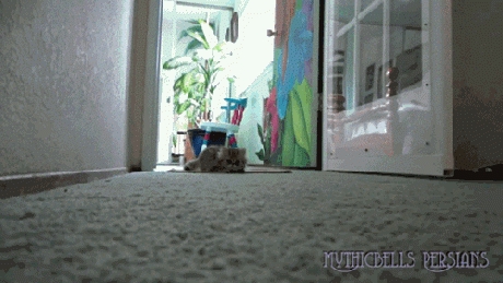 Practicing My Stealth Mode