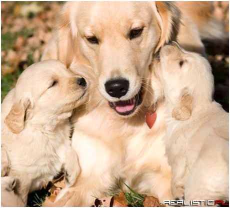 Puppy Love