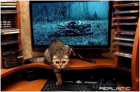 Scary cat