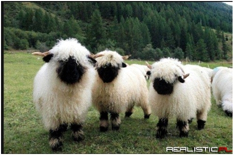 Shaggy Sheep Squee!
