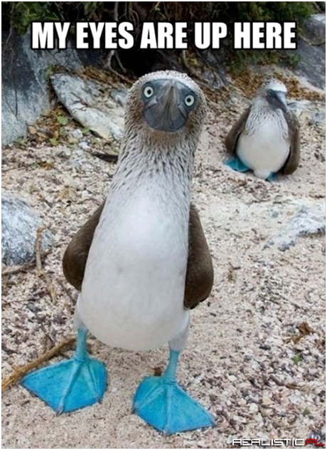 Some Boobies Have Truly Eye-Grabbing Features