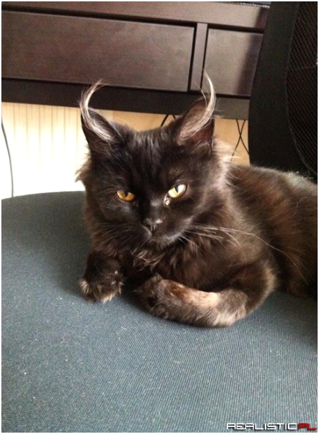 Someone's Plotting Revenge on the Dog