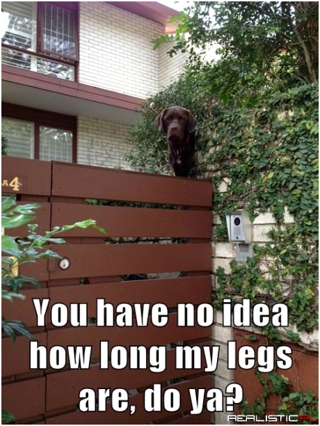 Tallest Dog in the World