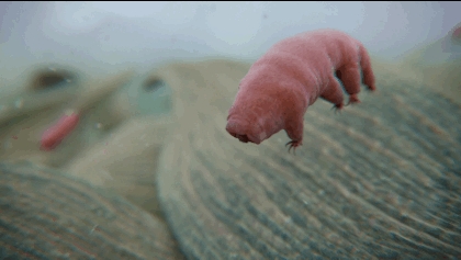 Tardigrade