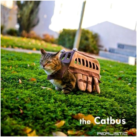 The catbus