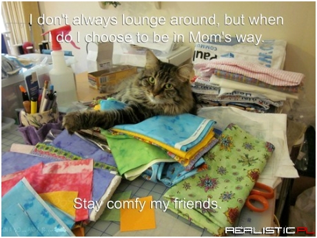 The Most Comfortable Cat in the World
