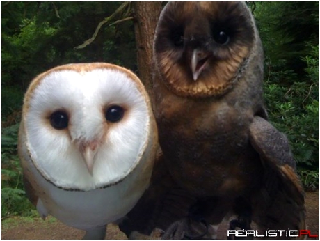 The Unique Beauty of a Melanic Barn Owl