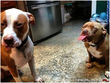 THESE ARE MY FAVOURITE DOG PICS