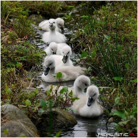 They're Headed Towards the Tunnel of Love