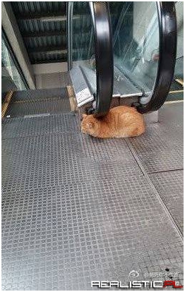 This cat knows how to get its neck rubbed