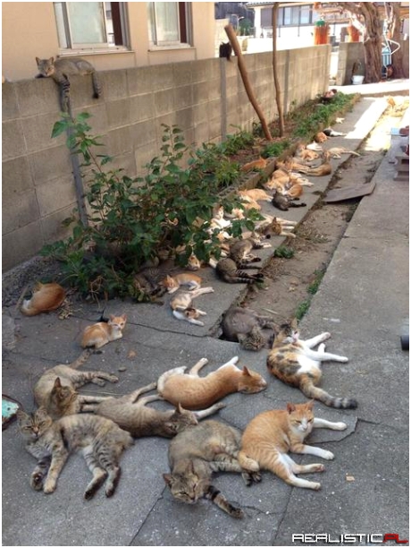 This is the laziest fucking gang I