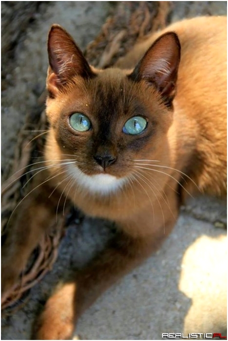 Those Eyes