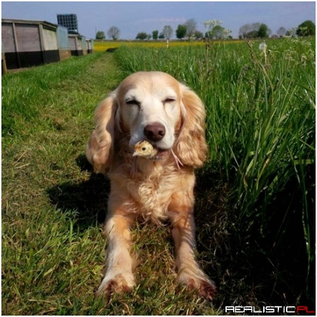 Tikkah the Chick Herding Spaniel