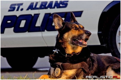 Titanium Canines for Police Canines
