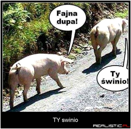 Ty świnio
