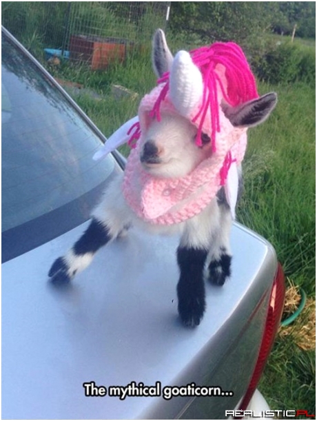Very Goat Needs a Unicorn Costume