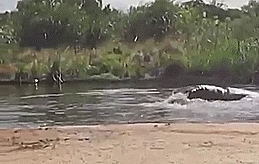 Watch Me be a Dolphin, Mom!