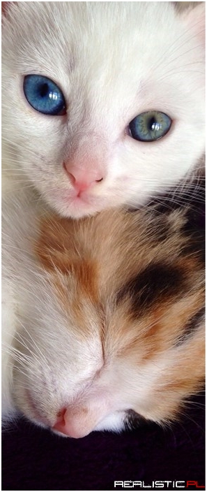 We Boaf Need a Widdle Kiss