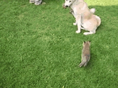What does the fox say