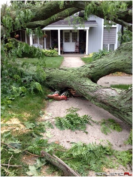 When Life Throws a Felled Tree on Your Lawn, Make the Most of it Right