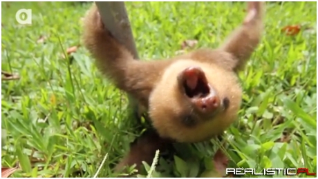 Whoa, Slow Down! It's Sloth Week!