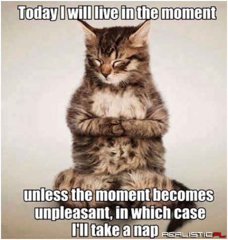 Wise kitty