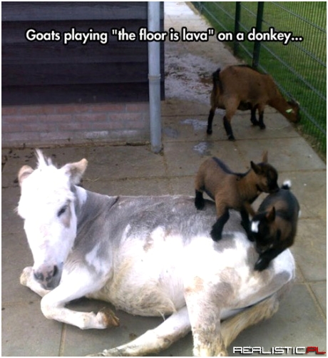 You Better Hoof it to the Top of That Donkey Rock!