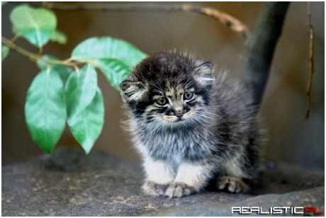 You Will be Overcome With Cuteness by This Pallas Kitten