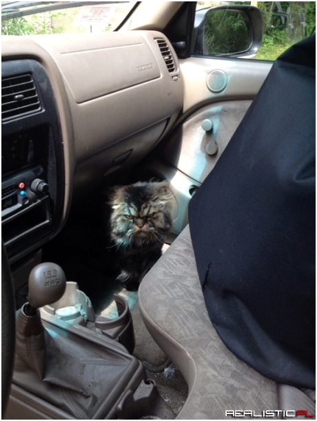 Your Car's New Security System