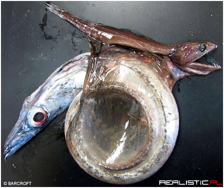 A Fish That Eats Prey Up to 10x Its Mass and Twice Its Length