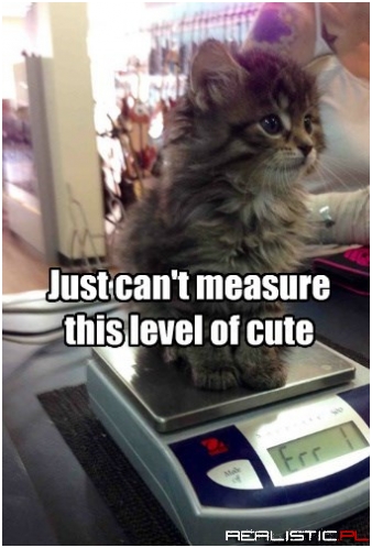 A Tiny Kitten Can Still Tip the Scale
